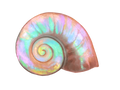 Iridescent Shell Sticker